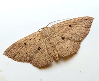 Cyclophora myrtaria