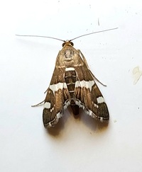 Hymenia perspectalis