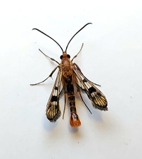 Synanthedon acerni
