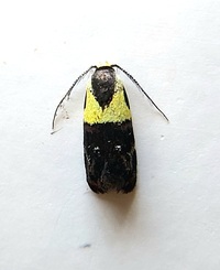 Rectiostoma xanthobasis