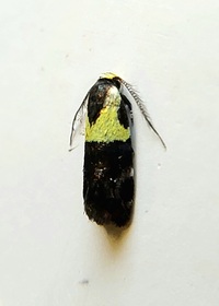 Rectiostoma xanthobasis