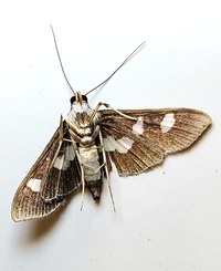 Desmia funeralis