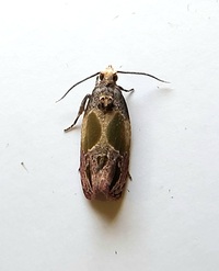 Eumarozia malachitana