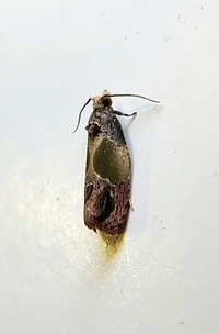 Eumarozia malachitana