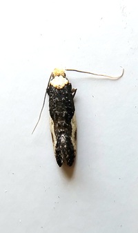 Monopis longella