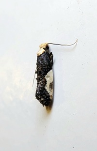 Monopis longella