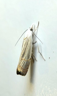Parapediasia decorellus