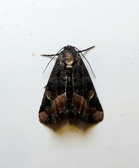 Homophoberia apicosa