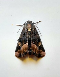 Homophoberia apicosa