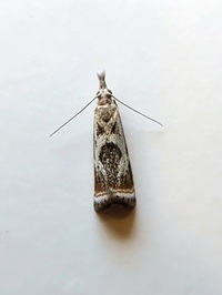 Microcrambus elegans