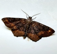 Hypagyrtis esther