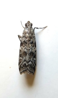 Dioryctria amatella