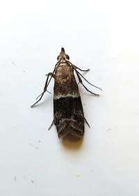 Moodna ostrinella