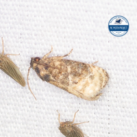 Ecdytolopha mana