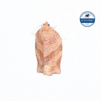 Choristoneura parallela