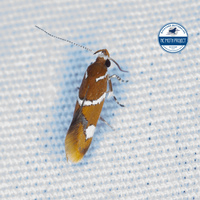 Promalactis suzukiella