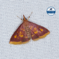 Pyrausta acrionalis