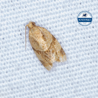 Clepsis peritana