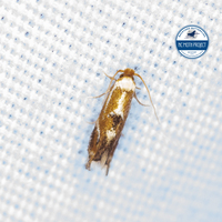 Philonome clemensella