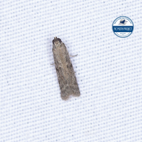 Phycitodes mucidella