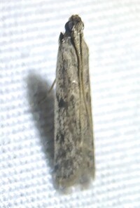 Phycitodes mucidella