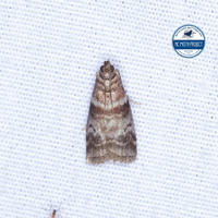 Sciota uvinella