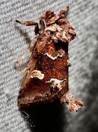 Acherdoa ferraria