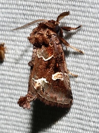 Acherdoa ferraria