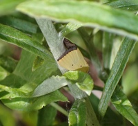Marimatha nigrofimbria