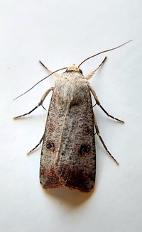 Anicla infecta