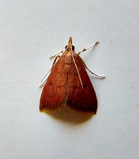 Oenobotys vinotinctalis