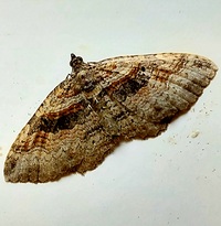 Costaconvexa centrostrigaria