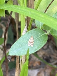 Clepsis peritana
