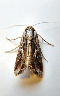 Spodoptera dolichos