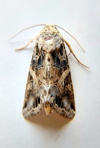 Spodoptera ornithogalli