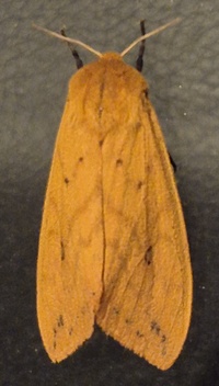 Pyrrharctia isabella