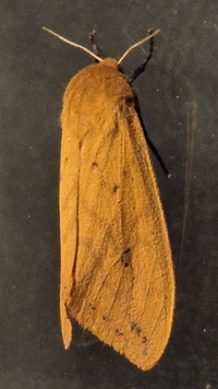 Pyrrharctia isabella