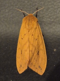 Pyrrharctia isabella