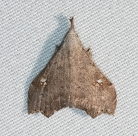 Redectis vitrea