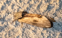 Oedemasia semirufescens