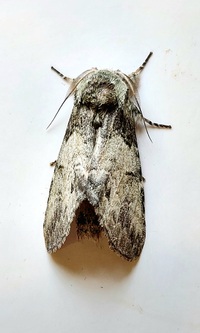 Macrurocampa marthesia