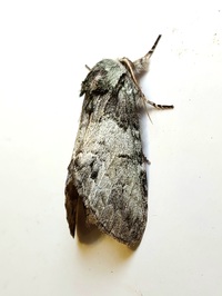 Macrurocampa marthesia