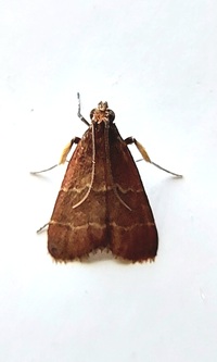 Heliades mulleolella