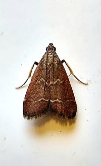 Heliades mulleolella