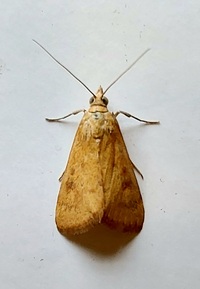 Achyra rantalis