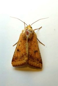 Helicoverpa zea