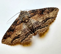 Zale lunata