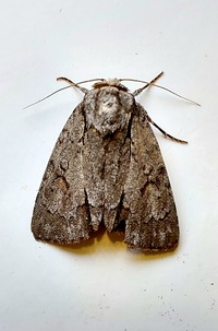 Acronicta tritona