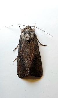 Spodoptera frugiperda