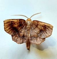 Metarranthis homuraria